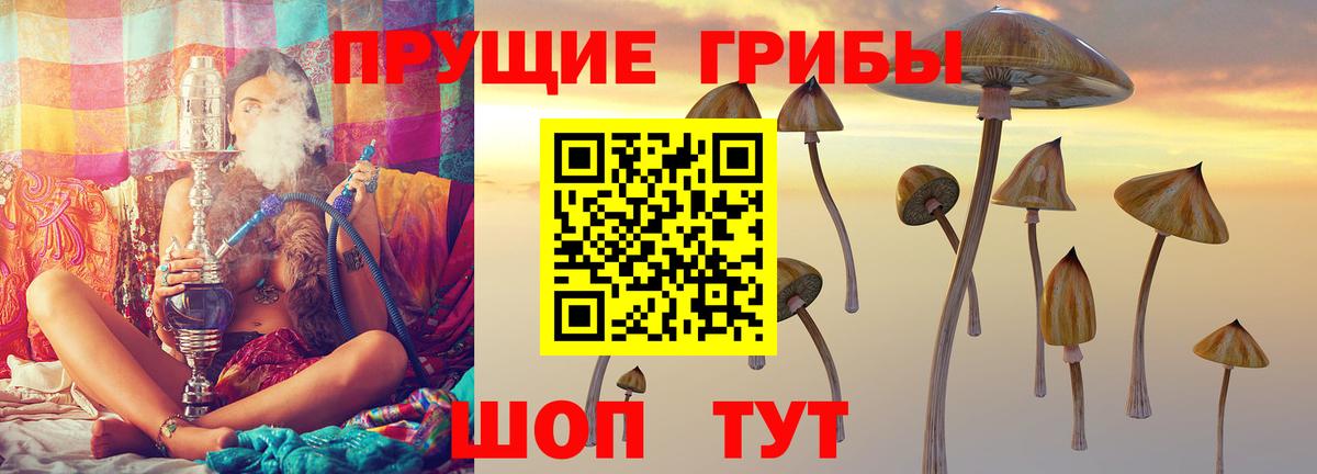 Псилоцибиновые грибы Psilocybe Всеволожск